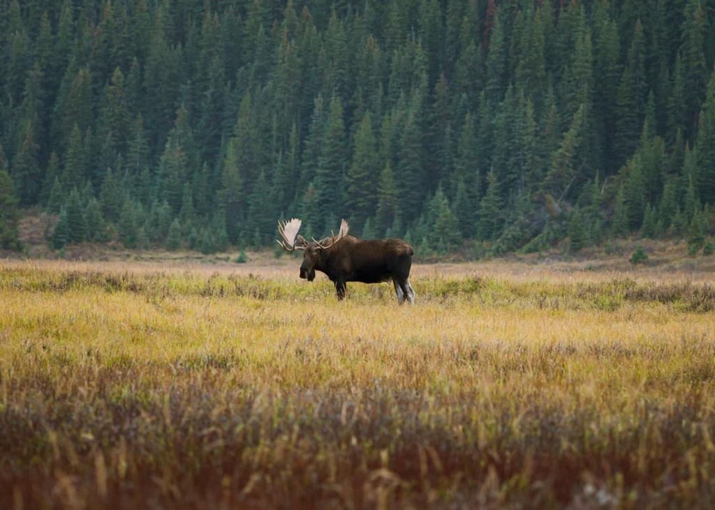 A Bear And Bison Country Inn Canmore Exteriör bild