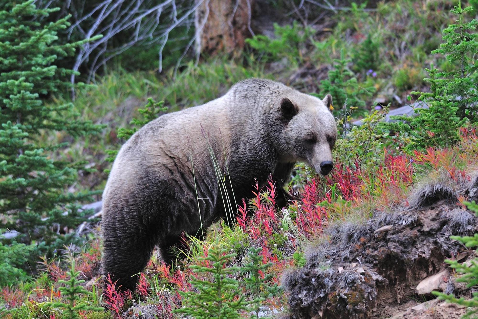 A Bear And Bison Country Inn Canmore Exteriör bild