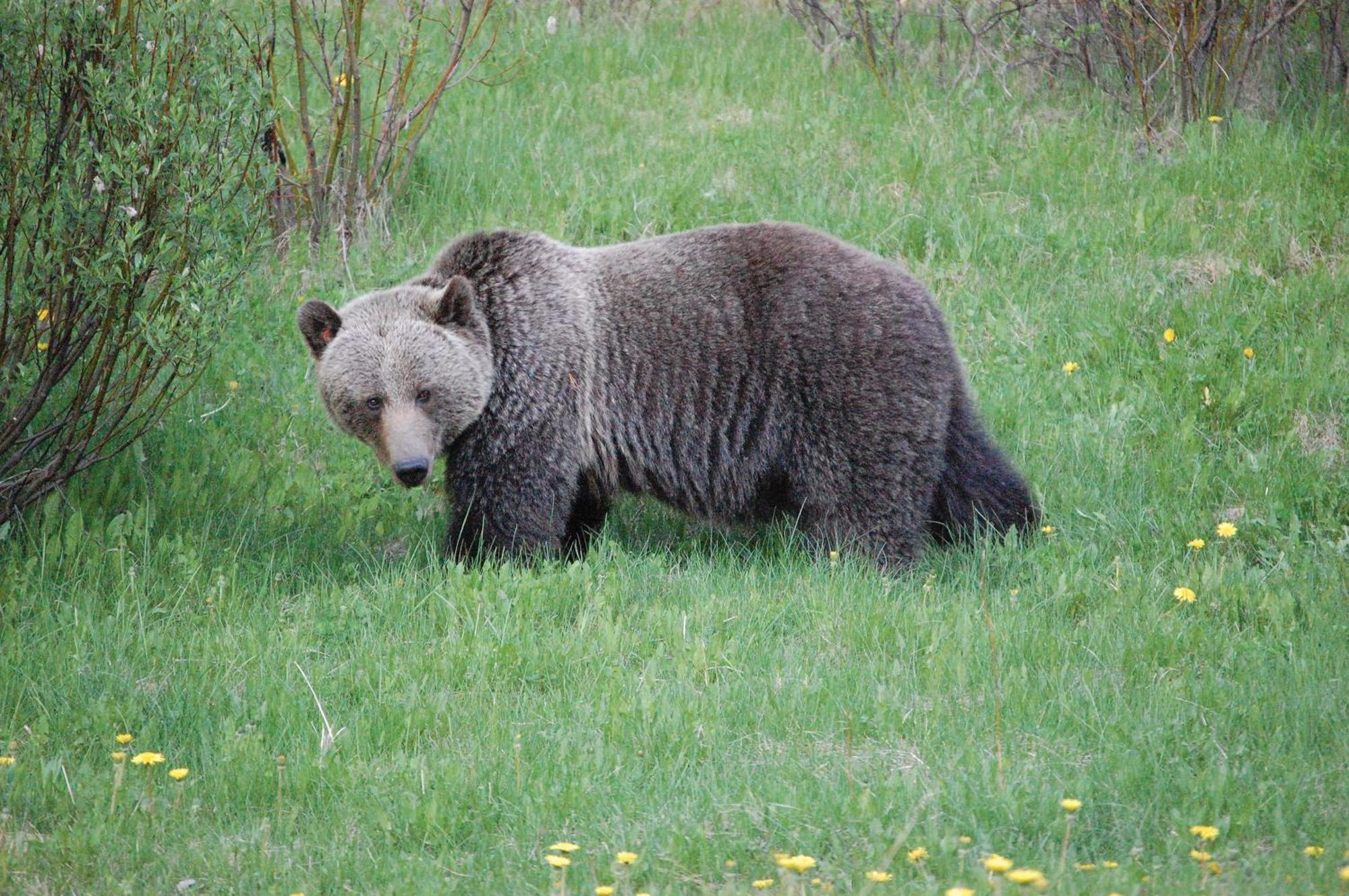 A Bear And Bison Country Inn Canmore Exteriör bild